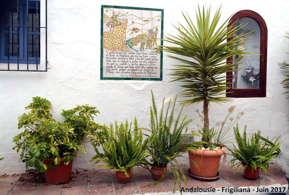 564 - Frigiliana.JPG
